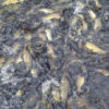 Рыбный бизнес: аэрация водоемов