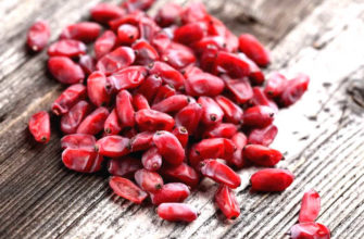 Барбарис и как он влияет на репродуктивное здоровье женщины